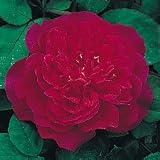 Sophy's Rose English Rose Bush Five Gallon Plant