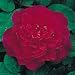 Sophy's Rose English Rose Bush Five Gallon Plant