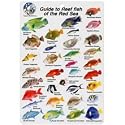 Water proof Fish Species Guide to reef fish of the Red Sea