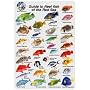 Water proof Fish Species Guide to reef fish of the Red Sea