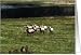 Colorado - Rocky Mountains Bighorn Sheep Rams Card