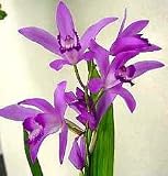 Bletilla striata 'Kuchibeni' Mini Compot