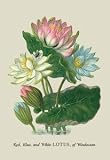 Paper poster printed on 12 x 18 stock. Red, Blue, and White Lotus of the Hindostan