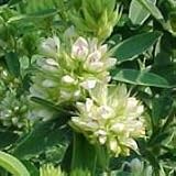 Round-Headed Bush Clover (Lespedeza capitata) - Jumbo Wildflower Seed Packet