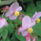 【多年草】【耐寒性】　シュウカイドウ　秋海棠　緑葉ピンク　2株セット　【コンテナガーデン】【ハンギング】