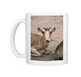 Kfo-323 Russian Saiga Antelope - Young Male Photo Mugs
