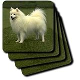 Dogs American Eskimo - American Eskimo - Coasters
