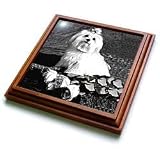 Dogs Maltese - Maltese - Trivets