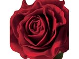 Kitchen & Housewares : Greeting Card Midi - Red Rose