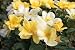 Sunny Knock Out Rose (Rosa 'Radsunny')