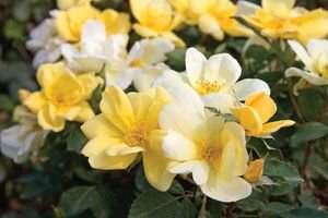 Sunny <strong>Knockout Roses</strong>
