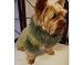 Risotto Spearmint Aspen Dog Sweater (Large)