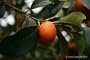 Nagami Kumquat Tree Dwarf Five Gallon