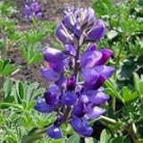 Arroyo Lupine (Lupinus succulentus) - Jumbo Wildflower Seed Packet