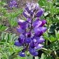 Arroyo Lupine (Lupinus succulentus) - Jumbo Wildflower Seed Packet