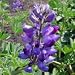 Arroyo Lupine (Lupinus succulentus) - Jumbo Wildflower Seed Packet