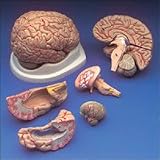 Budget Brain with Arteries Model