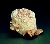 The Shiitake Mushroom Patch - Indoor / Outdoor Mushroom Growing Kit - Grow Your Own Edible Mushrooms & Fungi. Easy & Fun Mush Room Growing Kit - Grow Shitake Mushrooms for Cooking Ingredients. Great Gift Idea for a Cook.