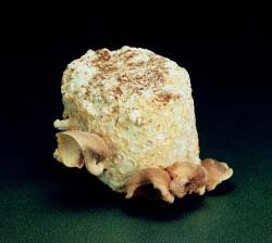 The Shiitake Mushroom Patch - Indoor / Outdoor Mushroom Growing Kit - Grow Your Own Edible Mushrooms & Fungi. Easy & Fun Mush Room Growing Kit - Grow Shitake Mushrooms for Cooking Ingredients. Great Gift Idea for a Cook.