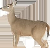 Montana Decoy Doe