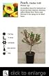 Dwarf Garden Gold Peach Tree Five Gallon