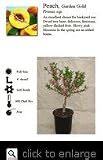 Dwarf Garden Gold Peach Tree Five Gallon