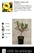 Dwarf Garden Gold Peach Tree Five Gallon