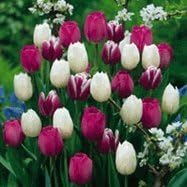 Higarden Flowers Plant Tulip bulbs Professional Packing Mixing Tulips Bulbs DIY Home Garden 10 Bulbs