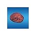 Brain Bloody