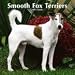 terrier40 - Smooth Fox Terriers 2010 Wall Calendar