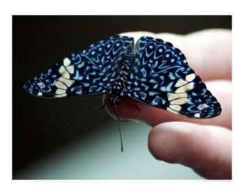 Butterflies