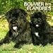 Bouvier des Flandres 2010 Wall Calendar