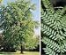 Gleditsia triacanthos: Honey Locust Seeds