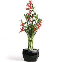 Eastern Leaf Red Orchid Lucky Bamboo by 