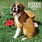 Boxer Puppies 2009 Wall Calendar