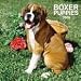   - Boxer Puppies 2009 Wall Calendar