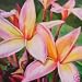 PLUMERIA or FRANGIPANI - 4 Seeds  Mixed colours