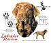 Labrador Retriever Adult Sweatshirt