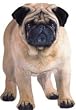 Extra Large Fawn Pug Puppy Dog Indoor/Outdoor Magnet