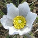 Pasque Flower (Anemone patens wolfgangiana) - Jumbo Wildflower Seed Packet