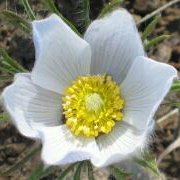 Pasque Flower (Anemone patens wolfgangiana) - Jumbo Wildflower Seed Packet