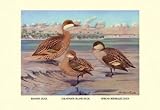 Bahama, Galapagos Island, and African Red-Billed Ducks - 12x18 Gallery Wrapped Canvas Print