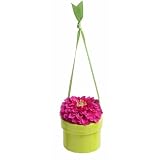 Bloembox Hanging Minis: Standard Lilliput Zinnia in Gift Box