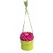 Bloembox Hanging Minis: Standard Lilliput Zinnia in Gift Box
