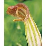Flowering Plants - Arisarum vulgare
