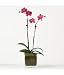 Flowers and Plant Gifts: Star Passat Orchid Image