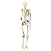 3B Scientific A13/1 Plastic Super Human Skeleton Model "Sam" - Flexible with Muscles and Ligaments on a Hanging Stand, 73.2" Height