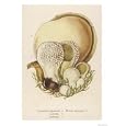 Lycoperdon Giclee Poster Print, 9x12