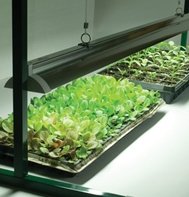 David's Garden Tool Seed Starter Grow Light System 2 Foot Light