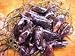 Cultured Black PEI Mussels